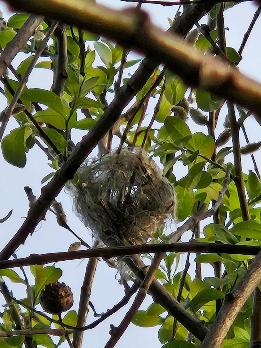 Yellow Warbler (Northern) - ML636786833