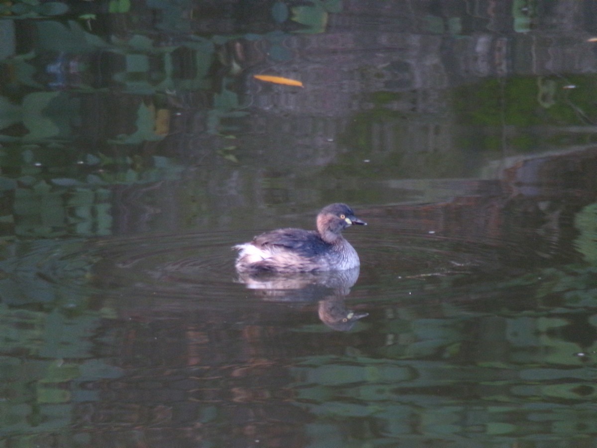 Australasian Grebe - ML636786887