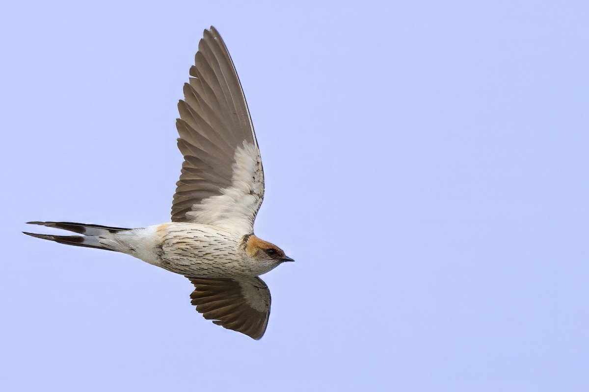 Golondrina Cabecirrufa - ML636786903