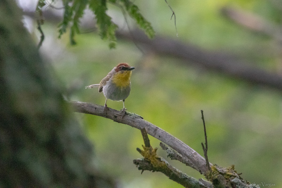 Rufous-capped Warbler - ML636786977