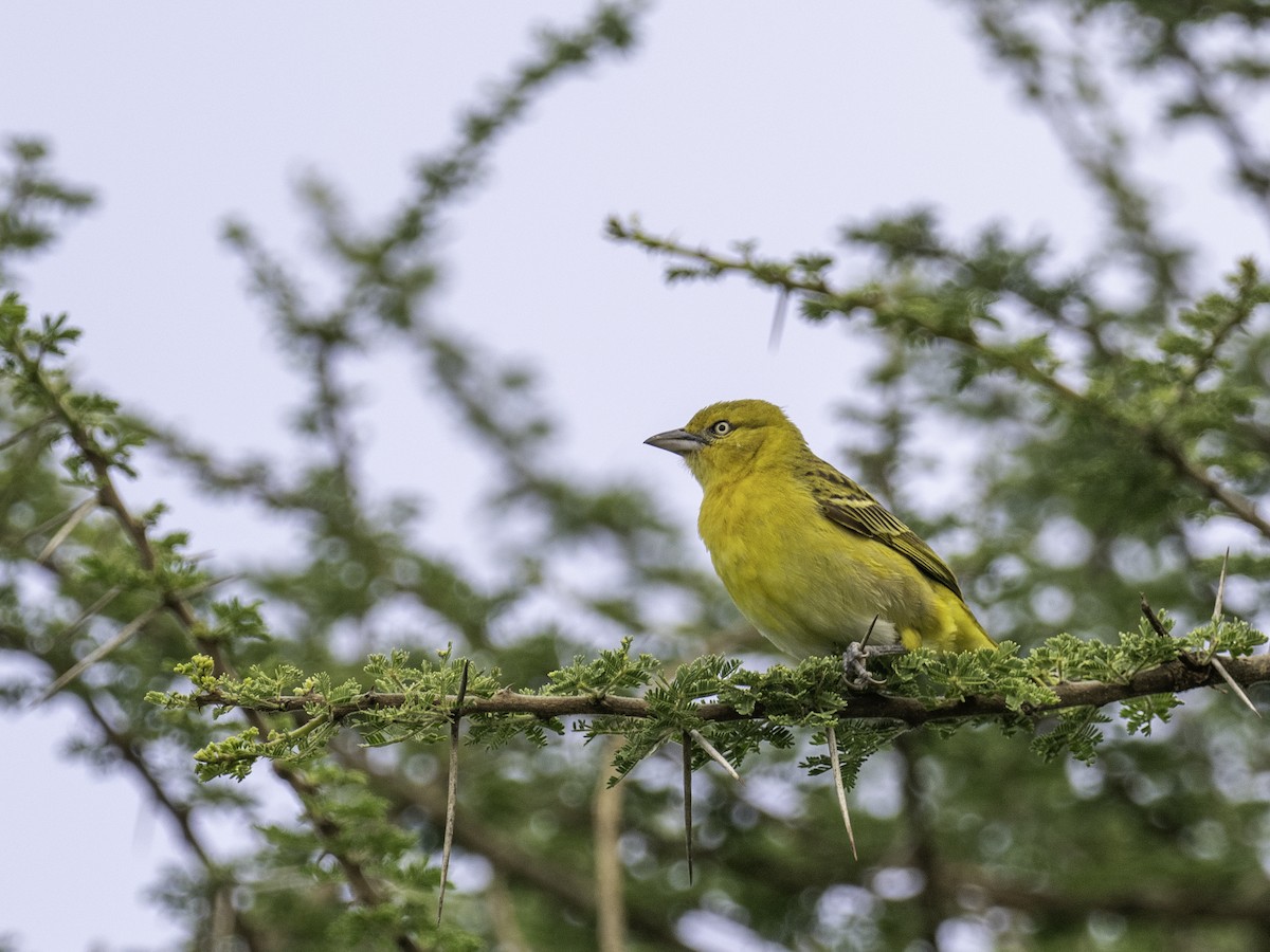 Holub's Golden-Weaver - ML636787135