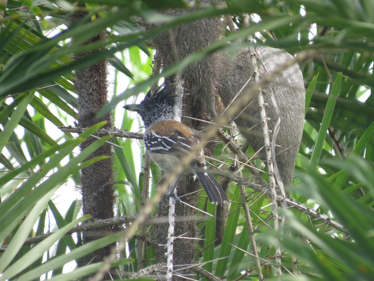 Black-crested Antshrike - ML636787192