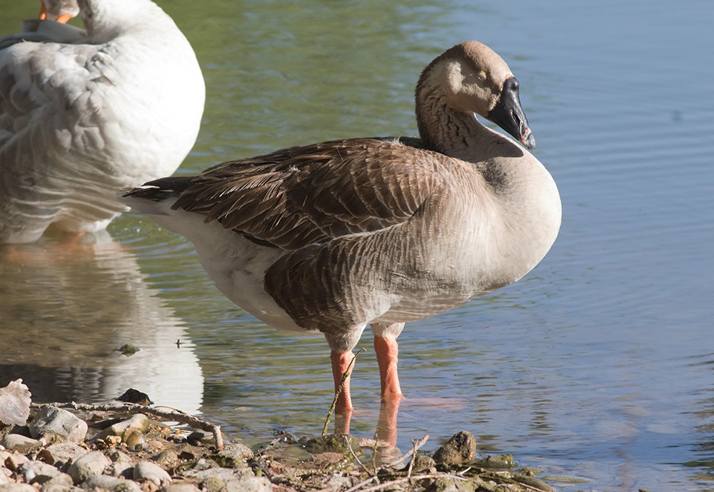 Graylag x Swan Goose (hybrid) - ML63678721