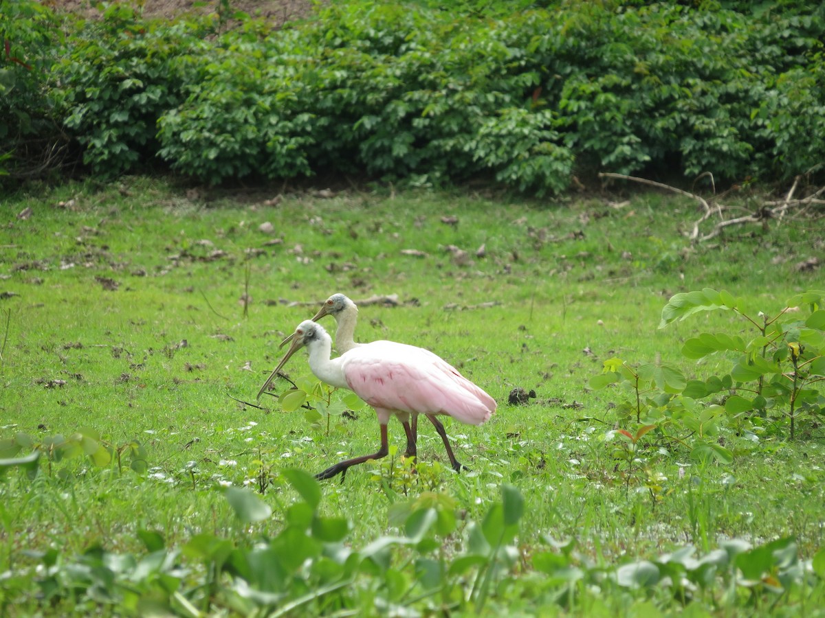 Roseate Spoonbill - ML636787238