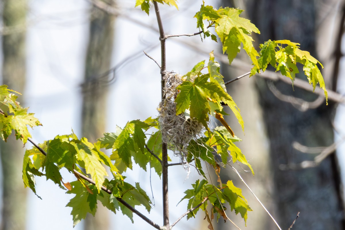 Baltimore Oriole - ML636787261