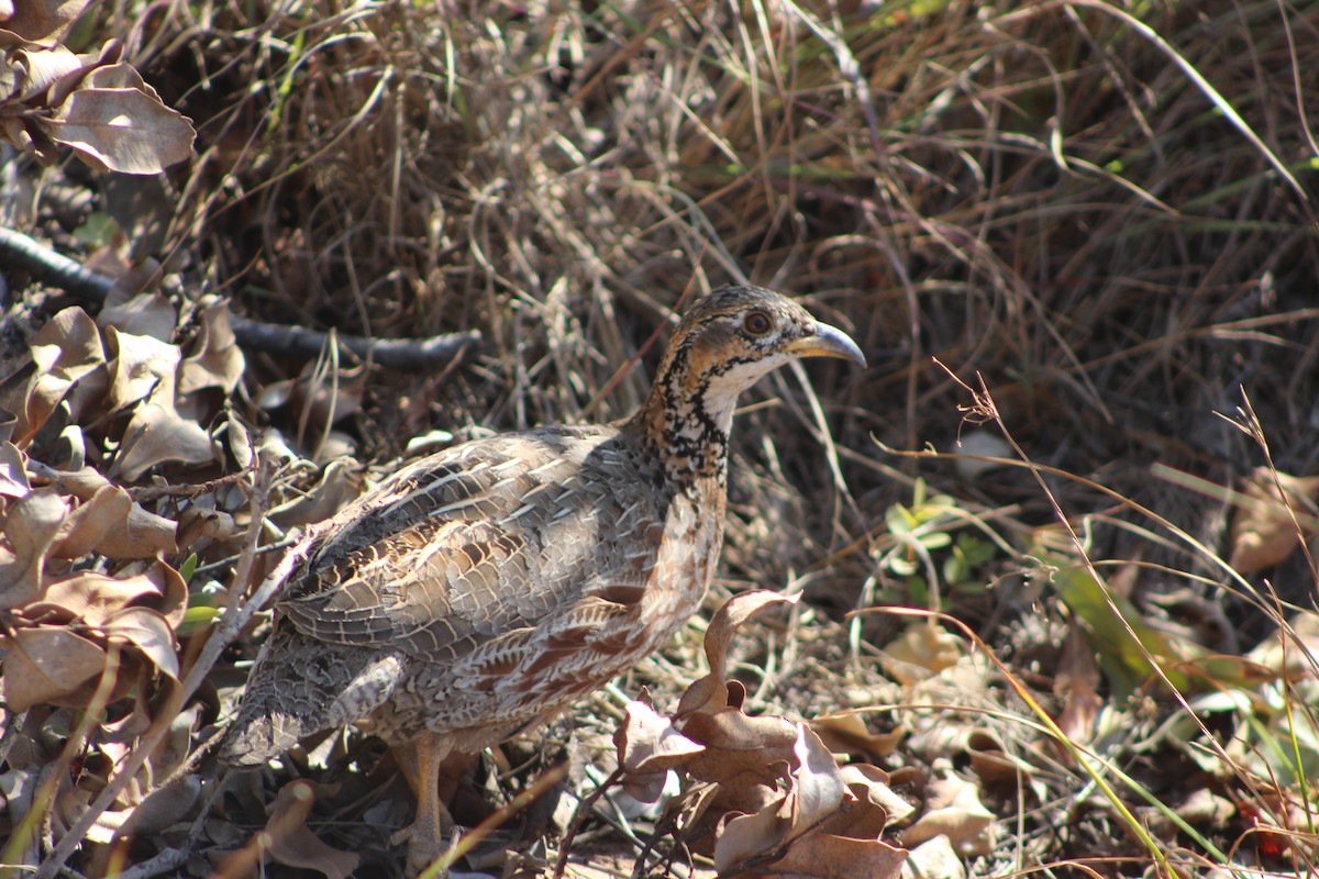Shelley's Francolin - ML636787293