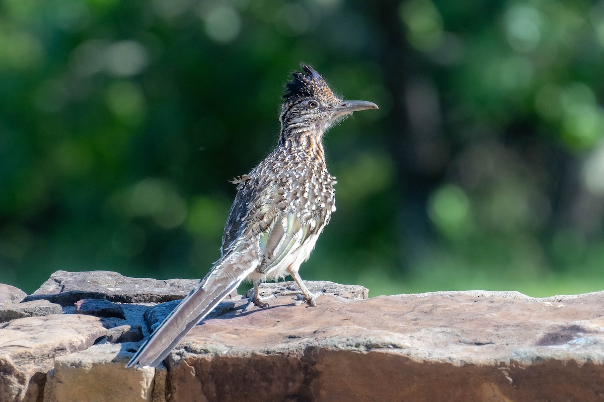 Greater Roadrunner - ML636787352