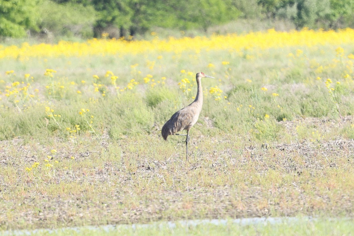 Sandhill Crane - ML636787364