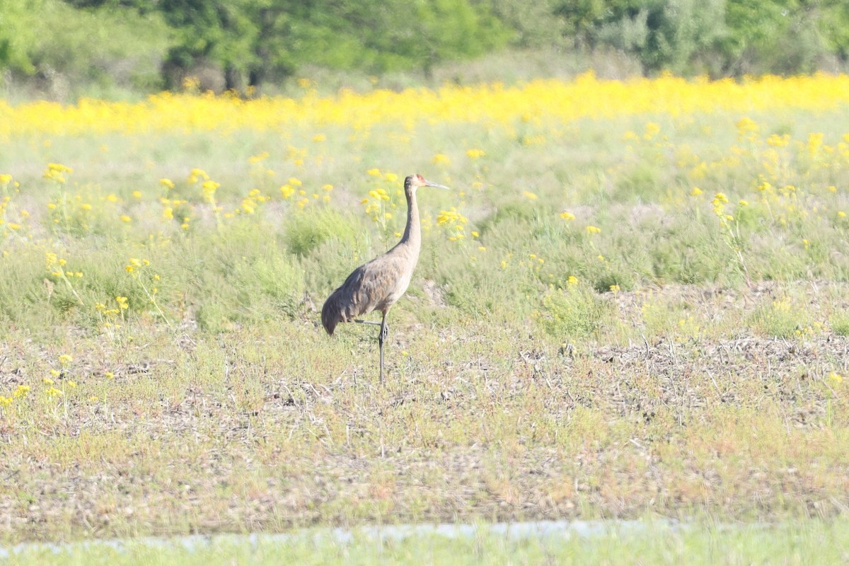 Sandhill Crane - ML636787365