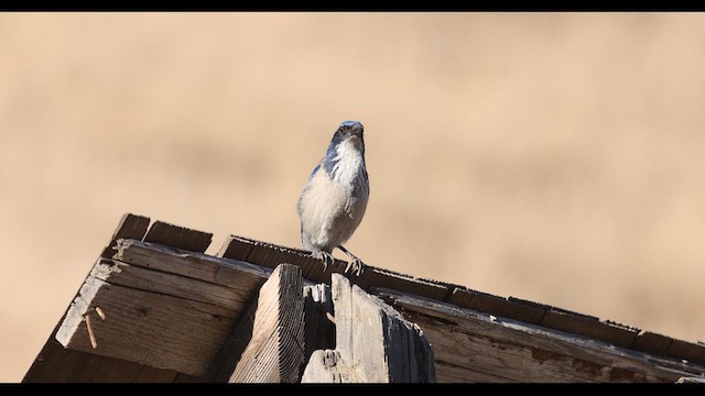 Island Scrub-Jay - ML636787392