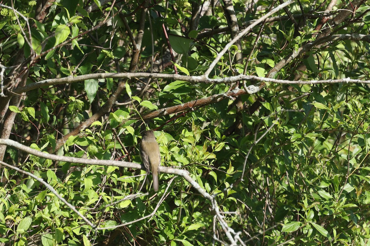 Willow Flycatcher - ML636787460