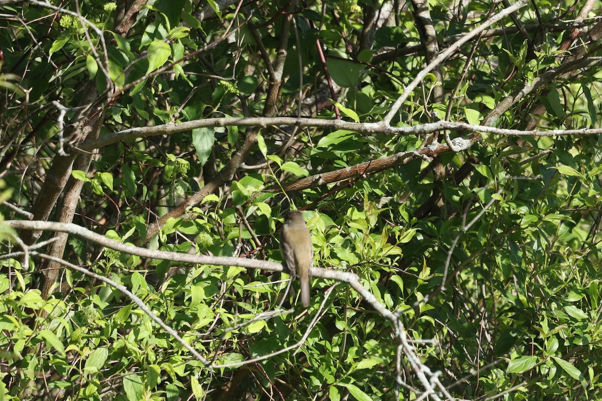 Willow Flycatcher - ML636787462