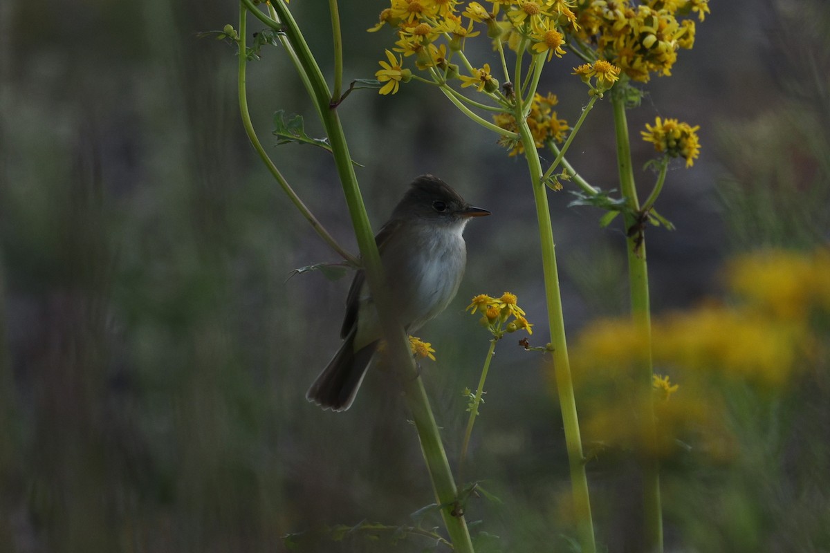 Willow Flycatcher - ML636787475