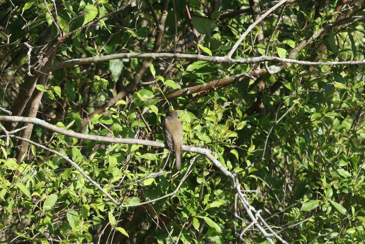 Willow Flycatcher - ML636787476