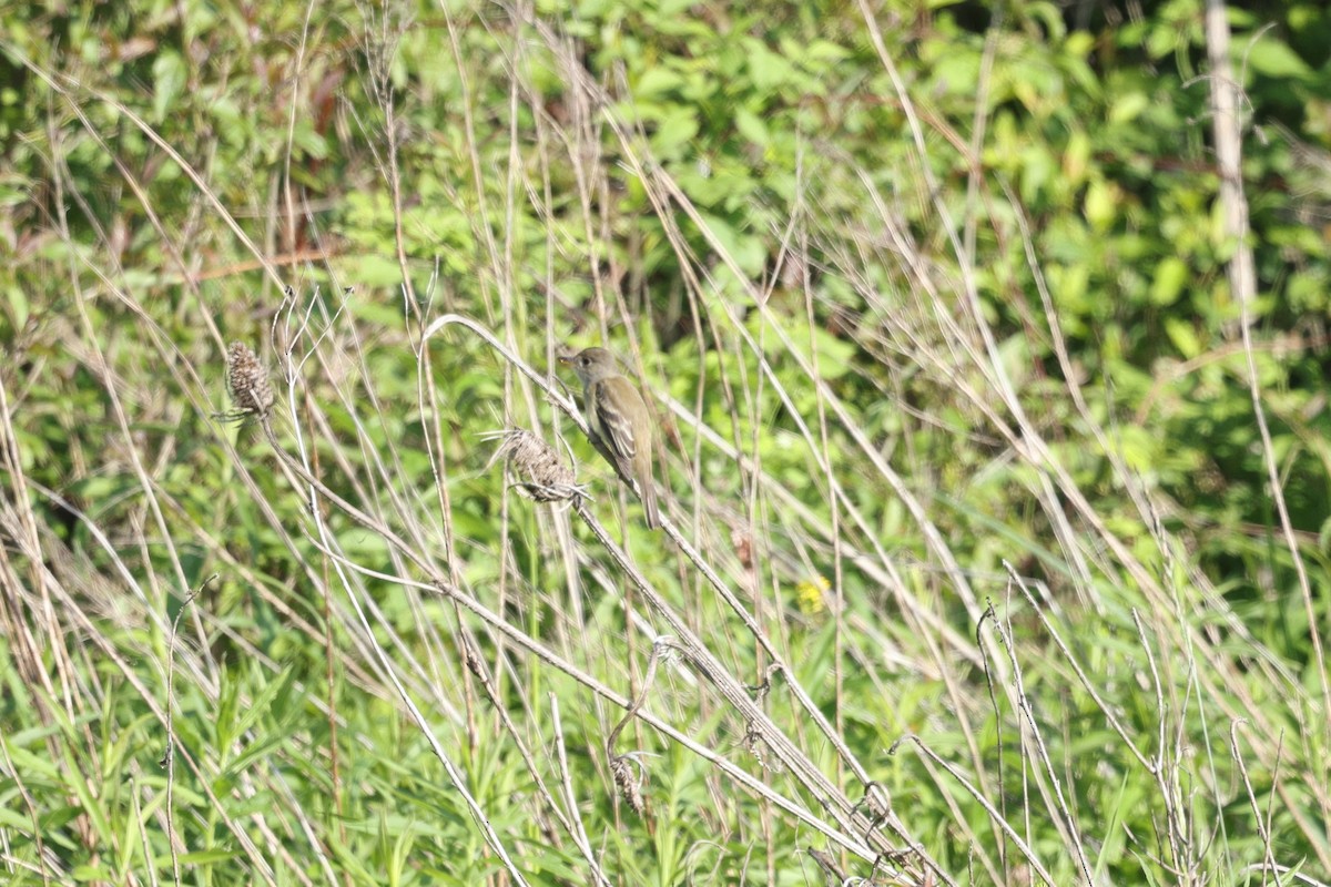 Willow Flycatcher - ML636787478
