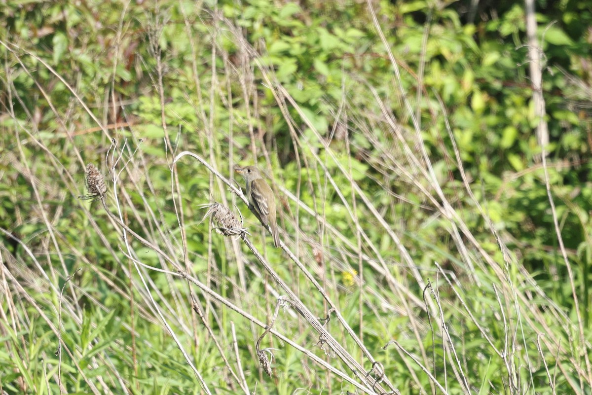 Willow Flycatcher - ML636787480
