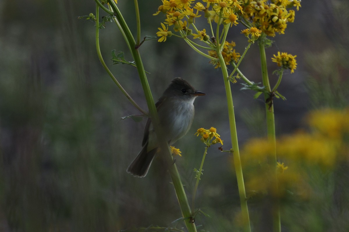 Willow Flycatcher - ML636787481