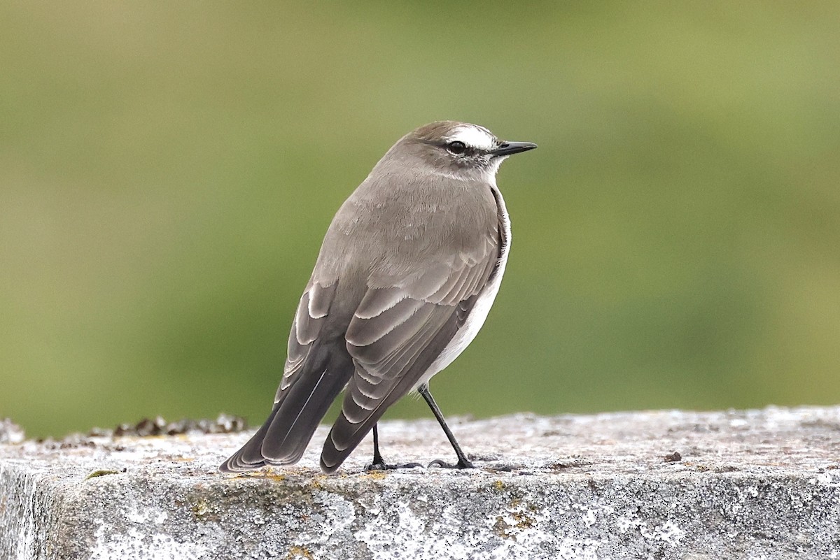 Plain-capped Ground-Tyrant - ML636787492