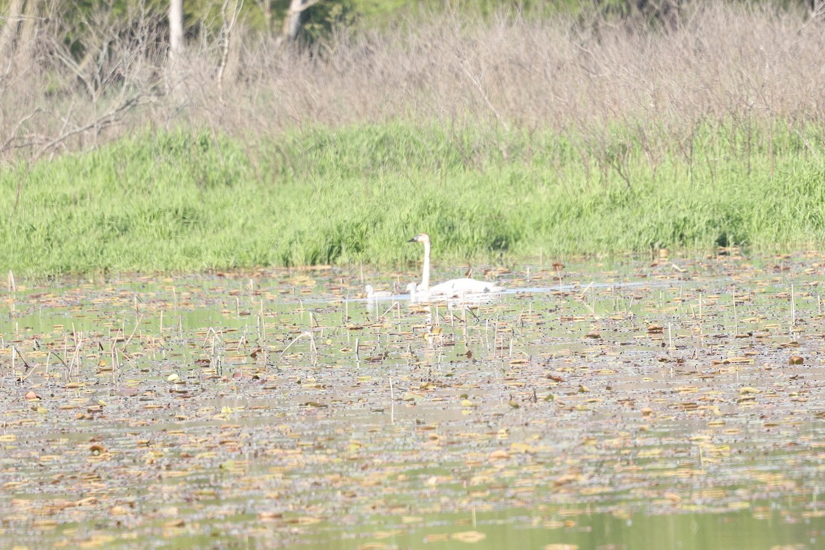 Trumpeter Swan - ML636787496