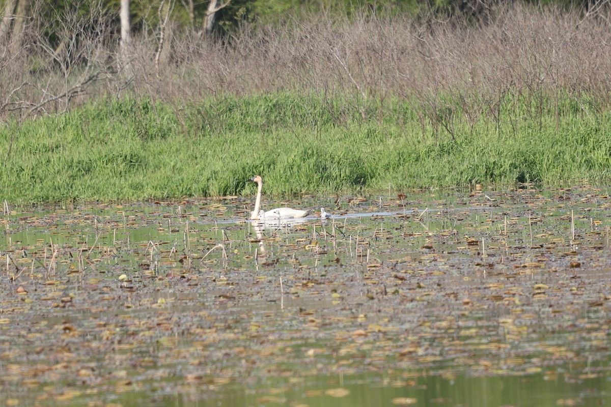 Trumpeter Swan - ML636787497
