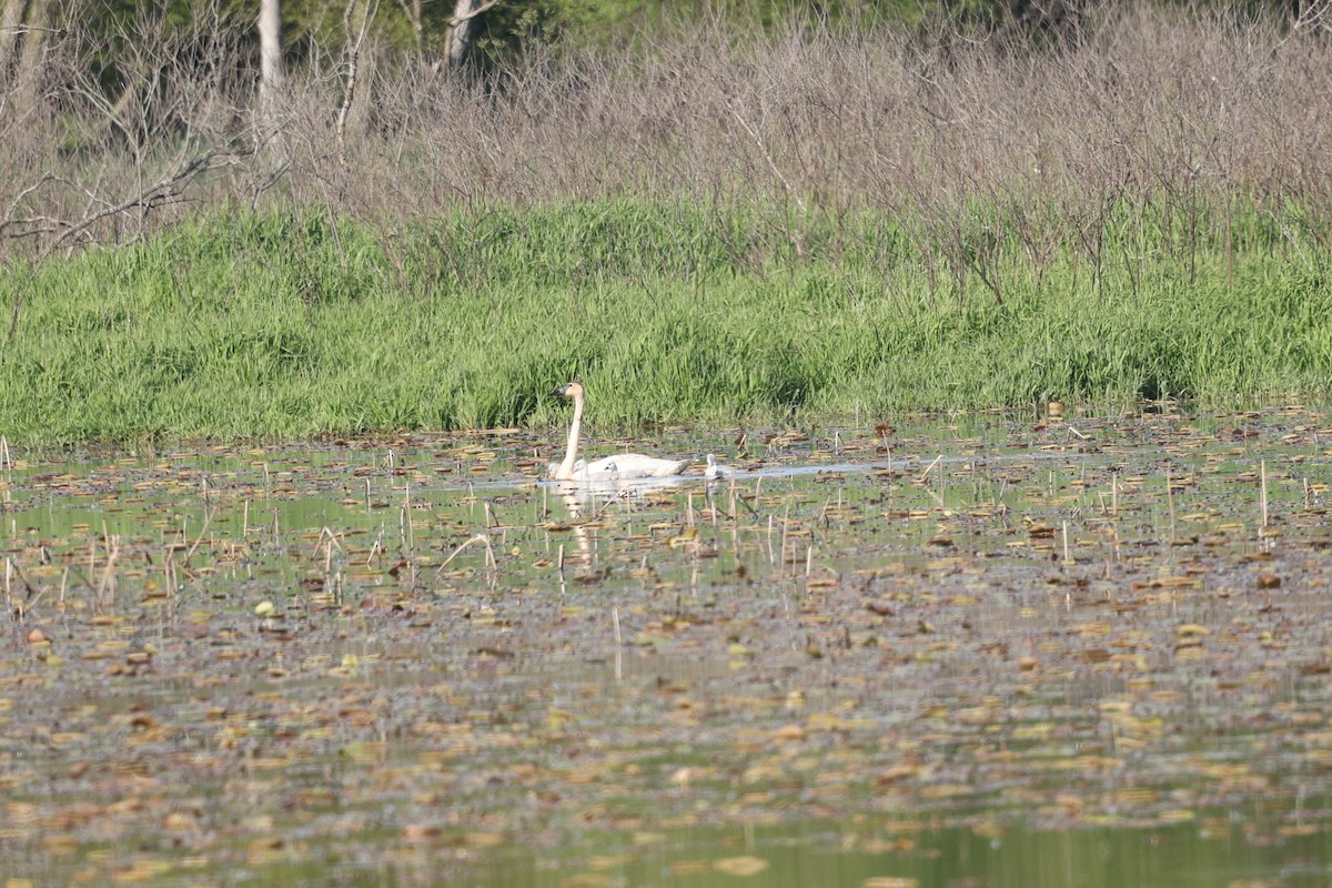 Trumpeter Swan - ML636787498