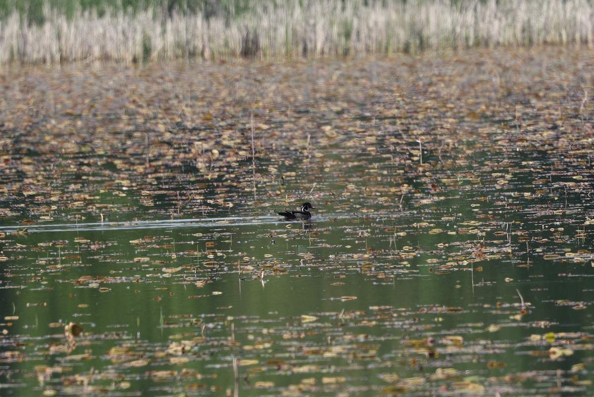 Wood Duck - ML636787514
