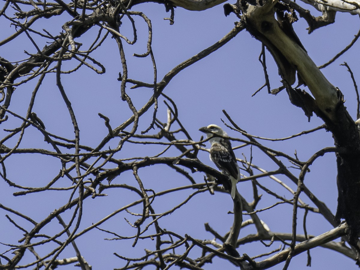 Ak Başlı Barbet [leucocephalus grubu] - ML636787524