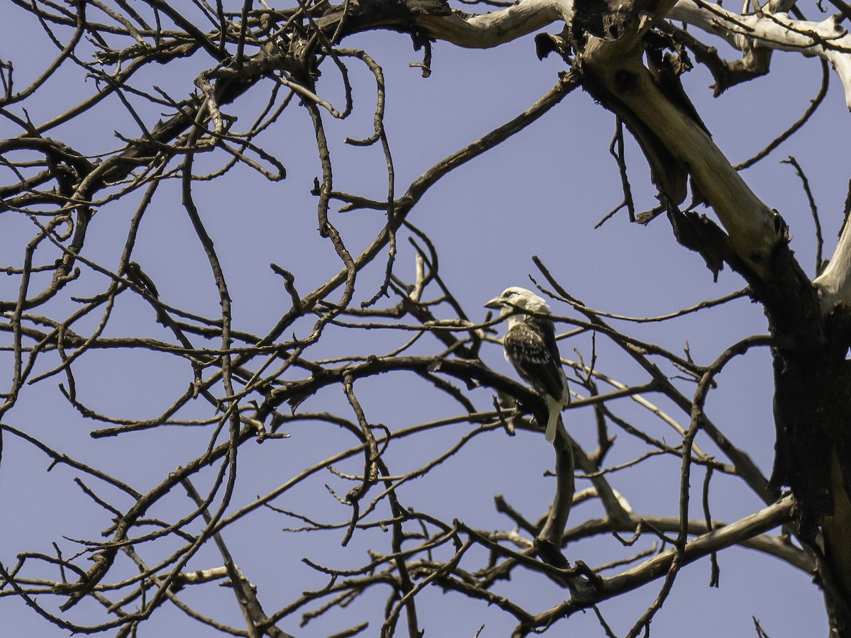 Ak Başlı Barbet [leucocephalus grubu] - ML636787525