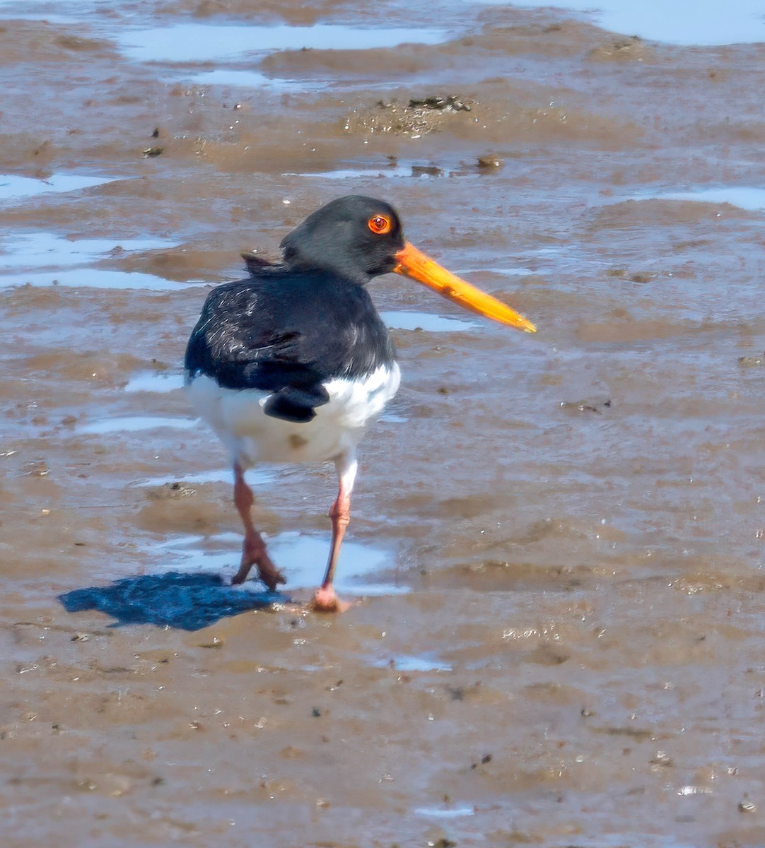 Eurasian Oystercatcher - ML636787540