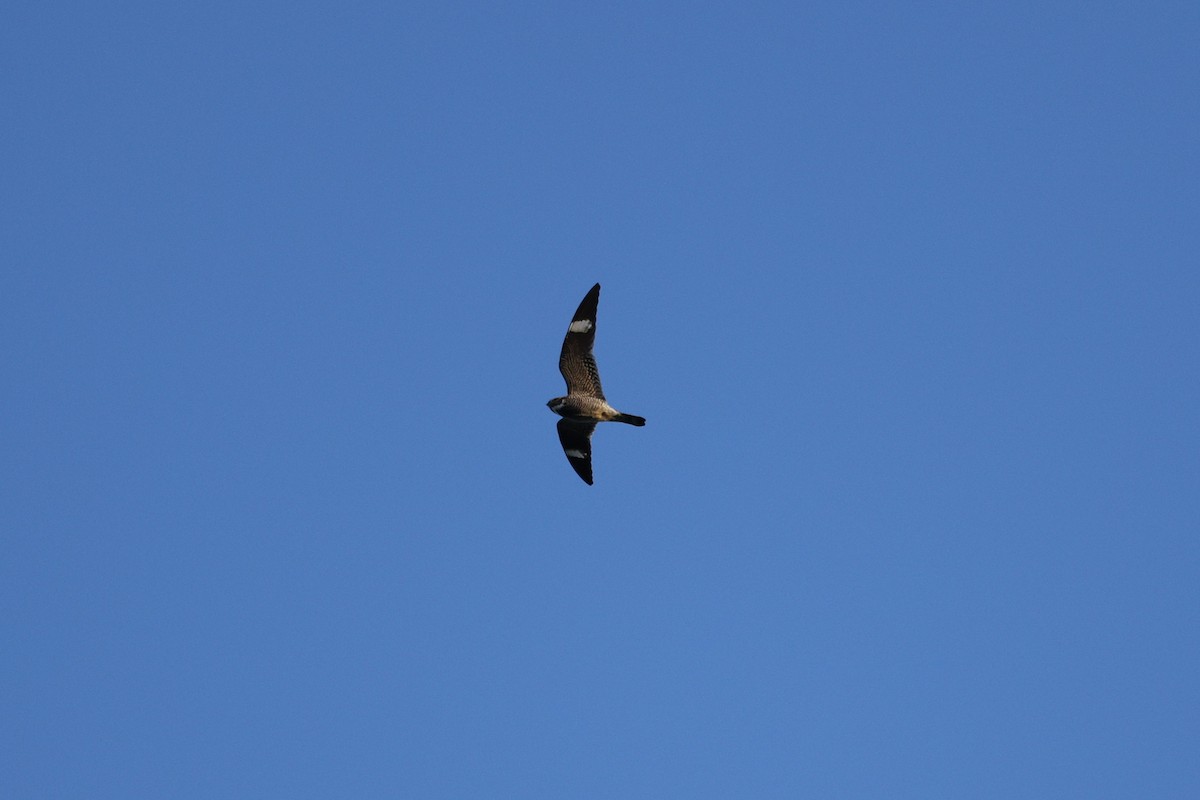 Common Nighthawk - ML636787546