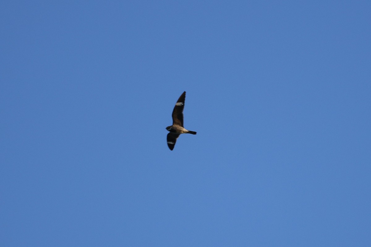 Common Nighthawk - ML636787547