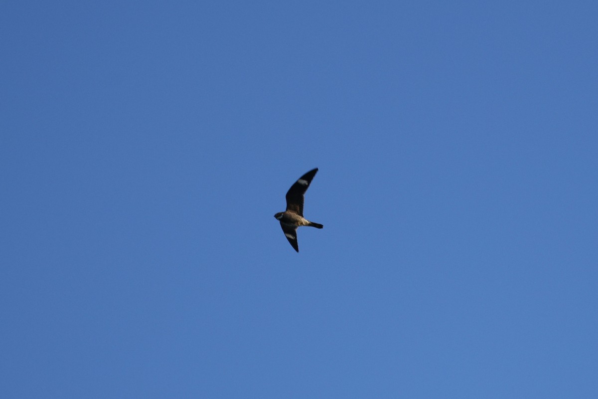 Common Nighthawk - ML636787548