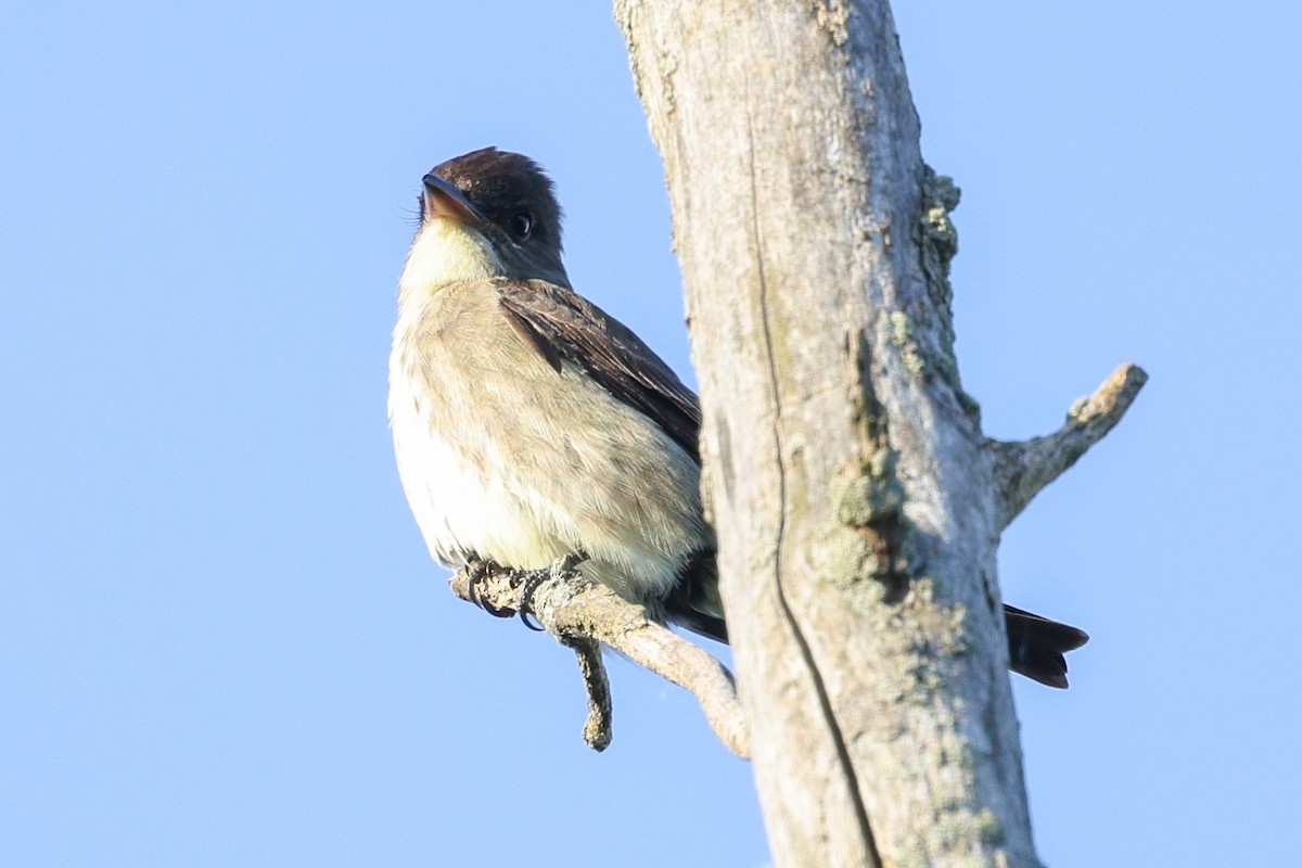 Olive-sided Flycatcher - ML636787621