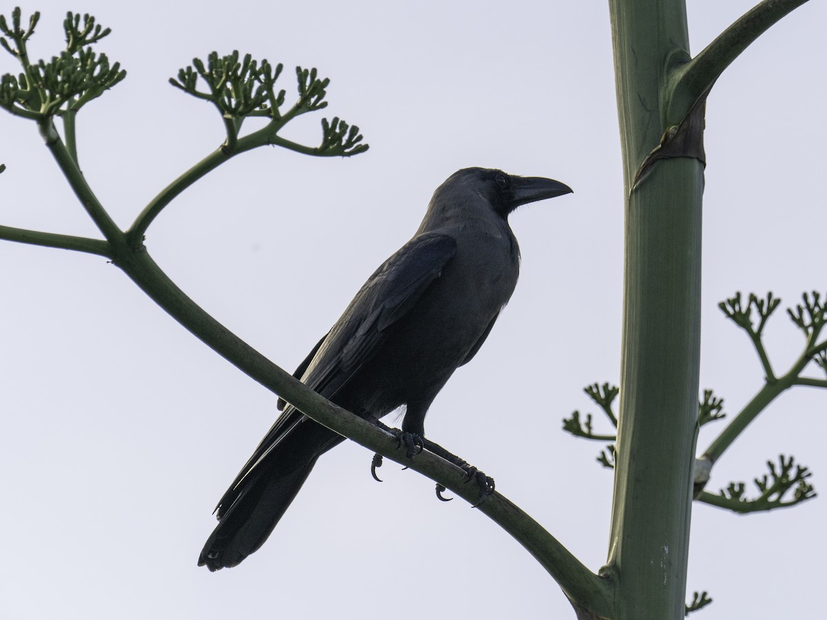 House Crow - ML636787644