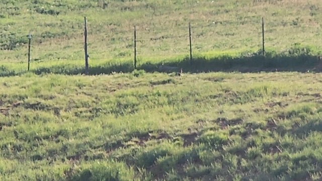 Gray Partridge - ML636787777