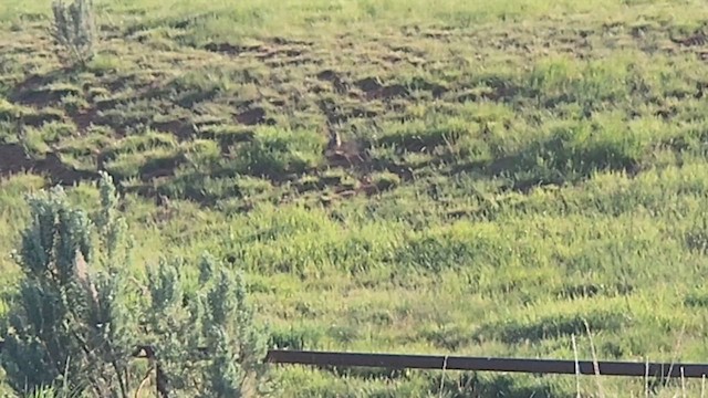 Gray Partridge - ML636787778