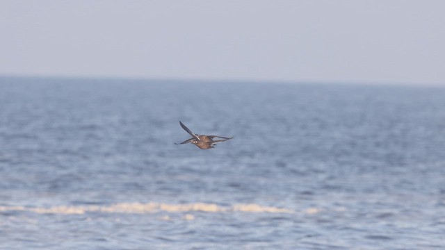 White-winged Scoter - ML636787861