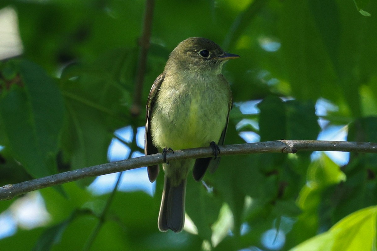 Sarı Karınlı Boreal Sinekkapan - ML636787906