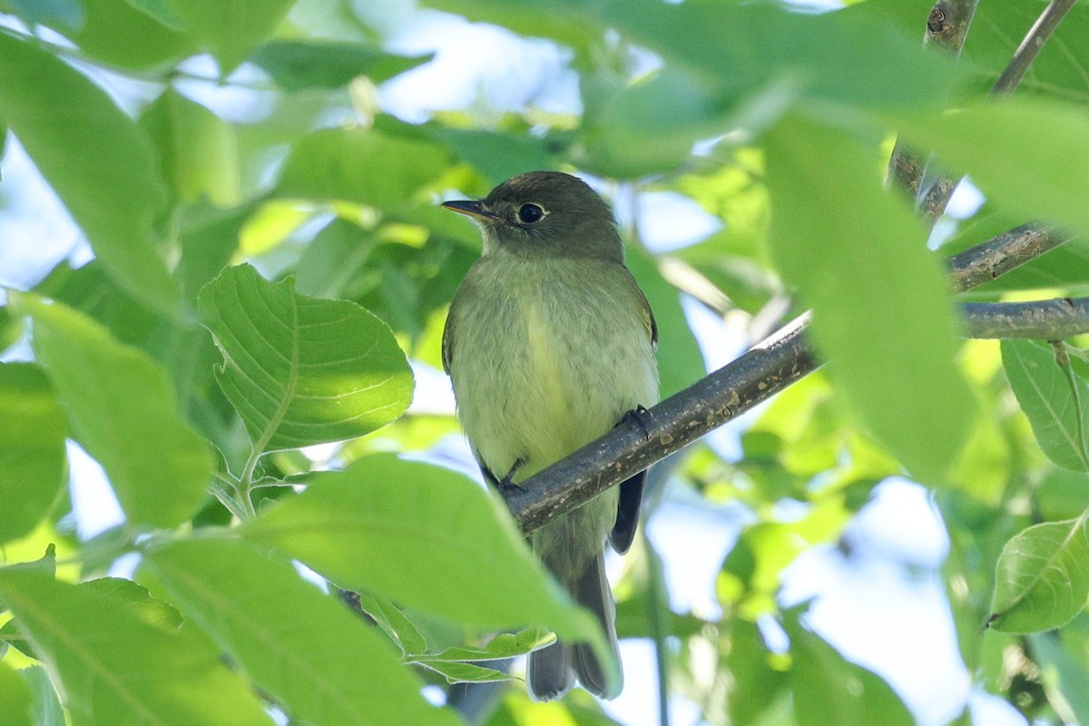 Sarı Karınlı Boreal Sinekkapan - ML636787908