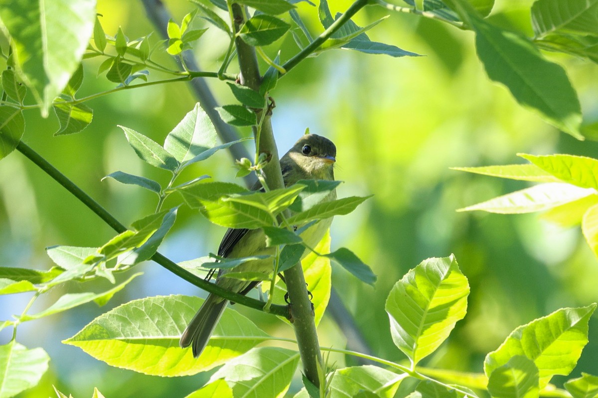 Sarı Karınlı Boreal Sinekkapan - ML636787910