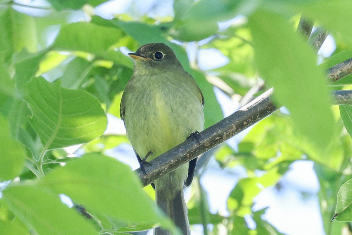 Sarı Karınlı Boreal Sinekkapan - ML636787922