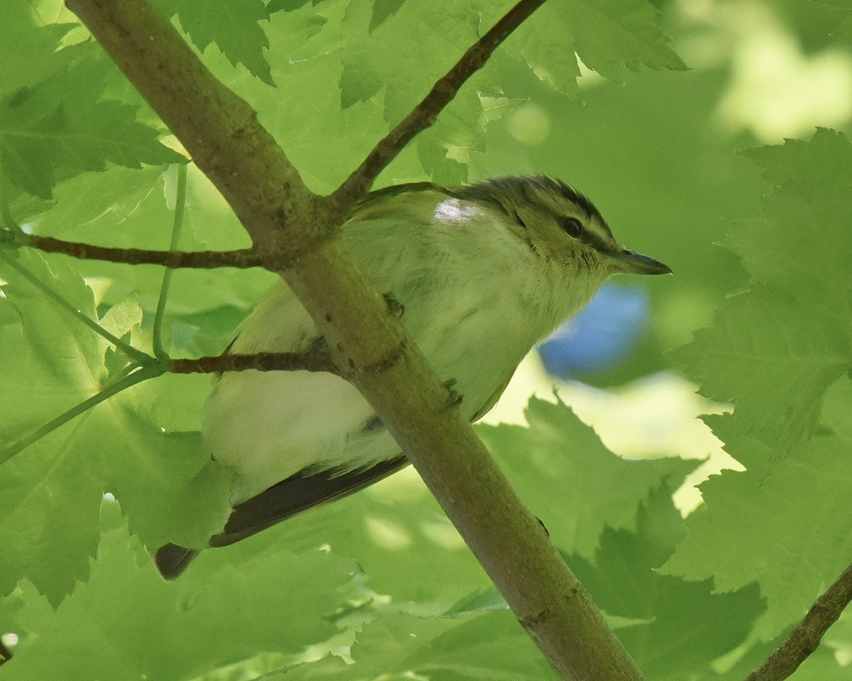 Red-eyed Vireo - ML636788065