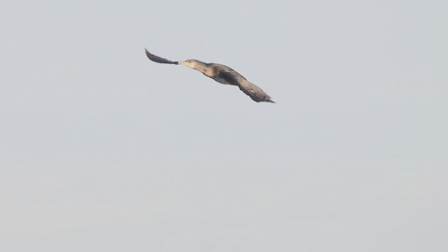 Great Cormorant (North Atlantic) - ML636788178