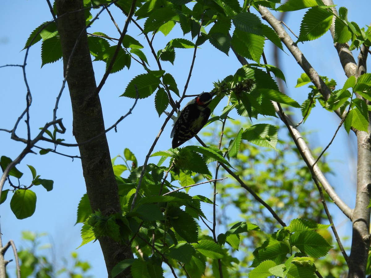 Downy/Hairy Woodpecker - ML636788498