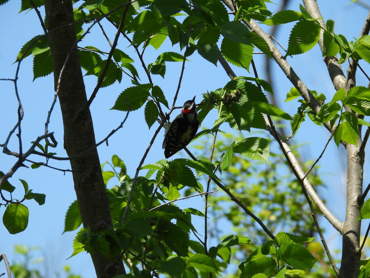 Downy/Hairy Woodpecker - ML636788501