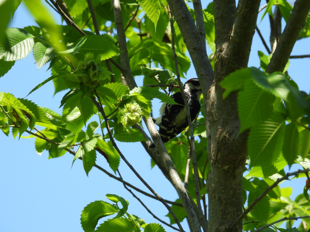 Downy/Hairy Woodpecker - ML636788509