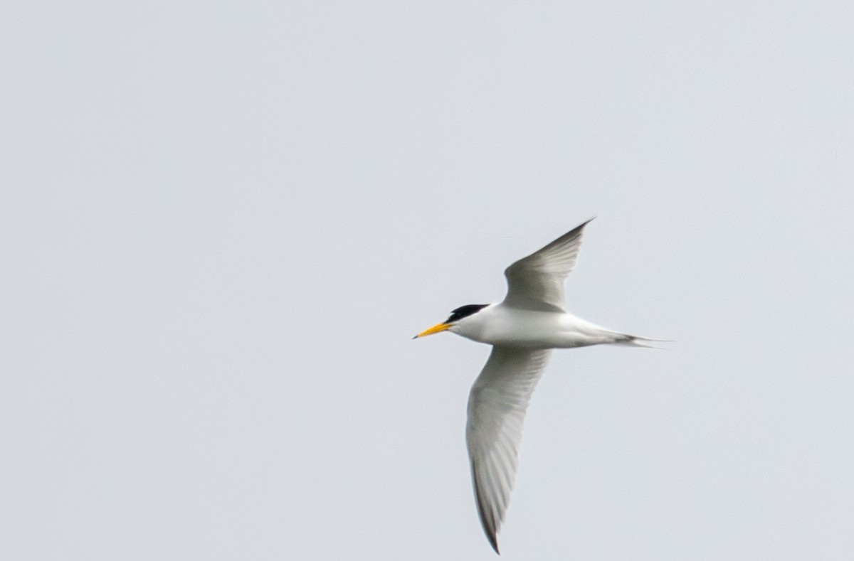 Least Tern - ML636788542