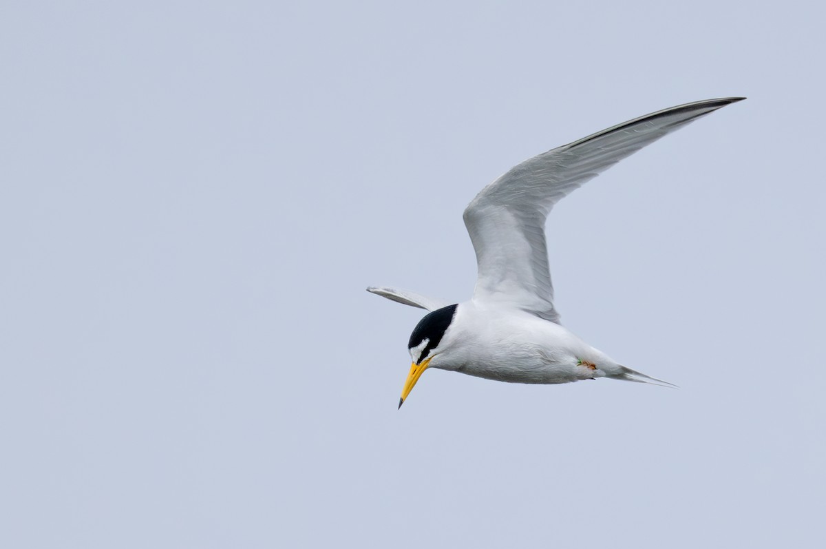 Least Tern - ML636788543