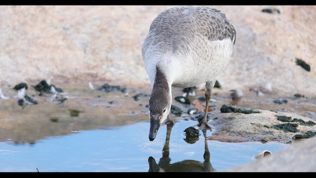 Snow Goose x Brant (hybrid) - ML636788679