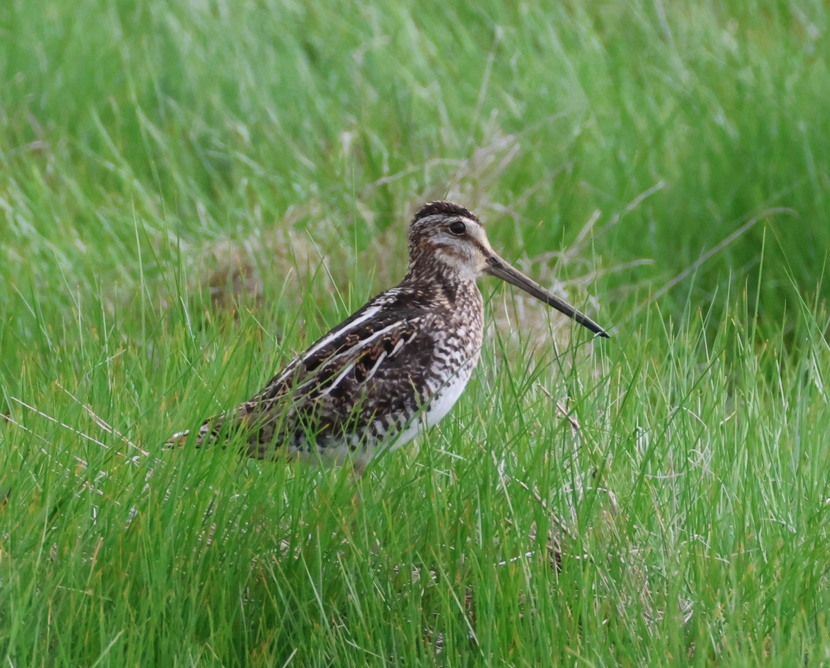 Wilson's Snipe - ML636788699
